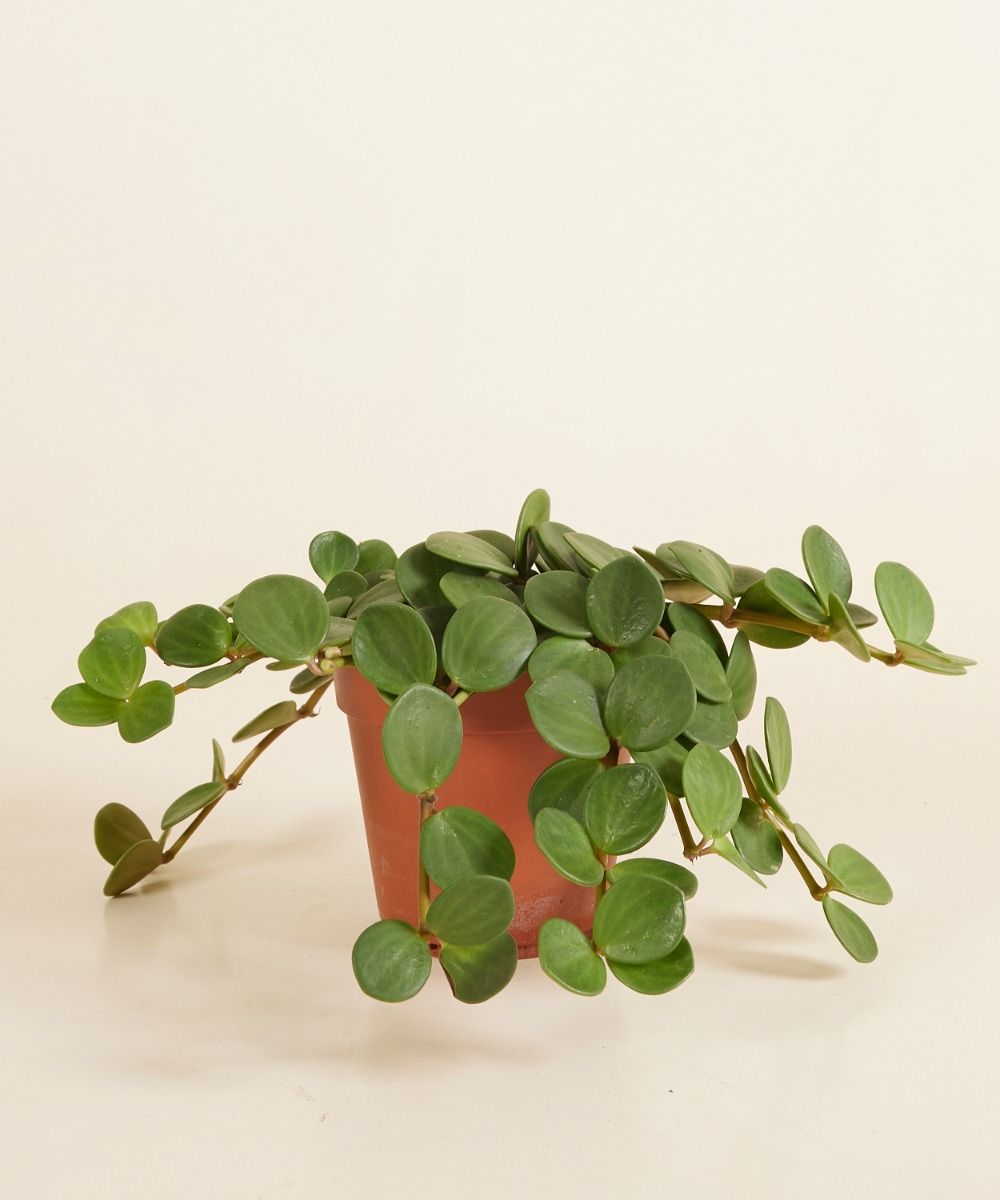 Peperomia Hope