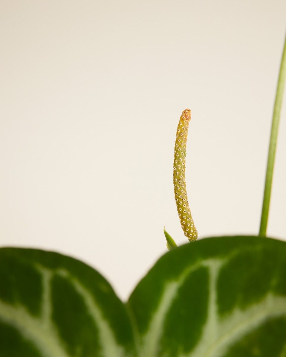 Anthurium Langue de feu Silver Blush