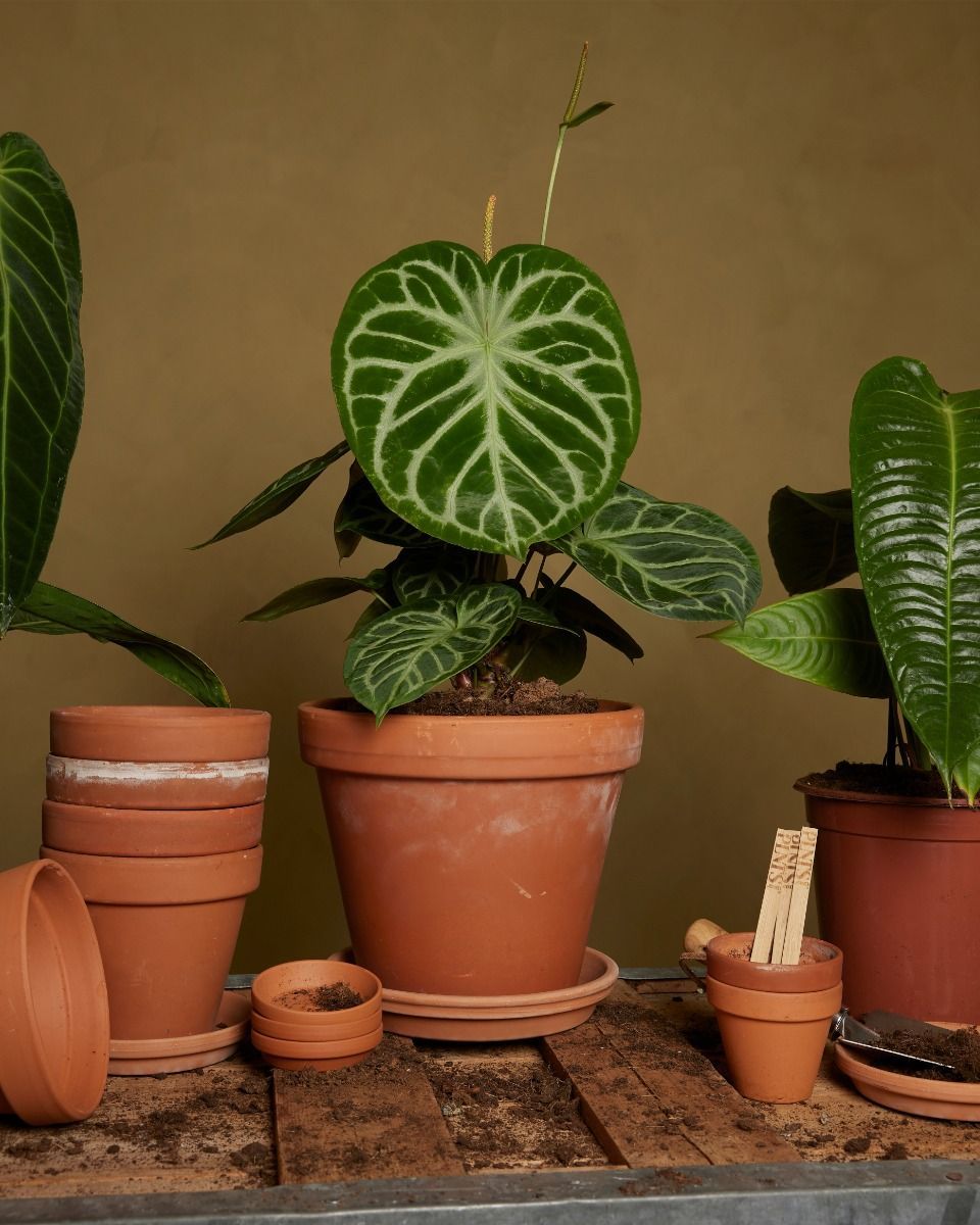 Anthurium Langue de feu Silver Blush