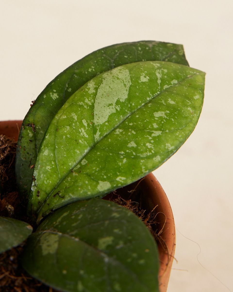 Baby Hoya Callistophylla Sabah