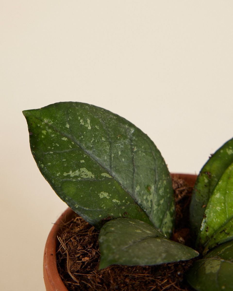 Baby Hoya Callistophylla Sabah