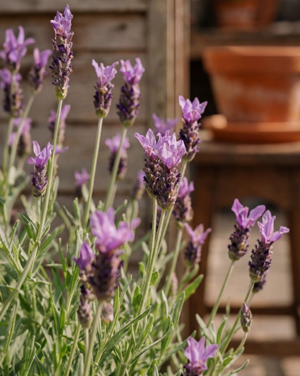 Lavandula Lavender Stoechas Anouk