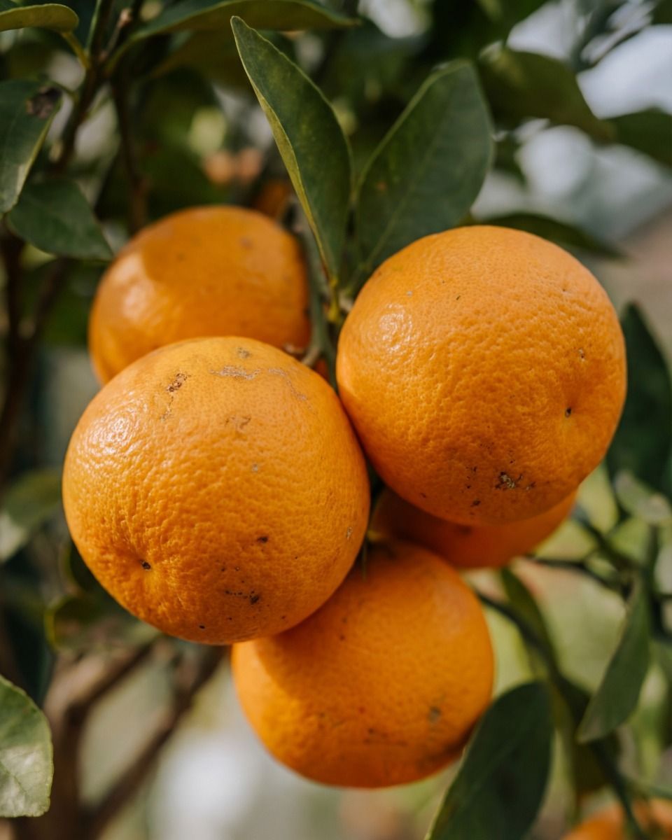 Citrus Sweet Orange Tree Sinensis