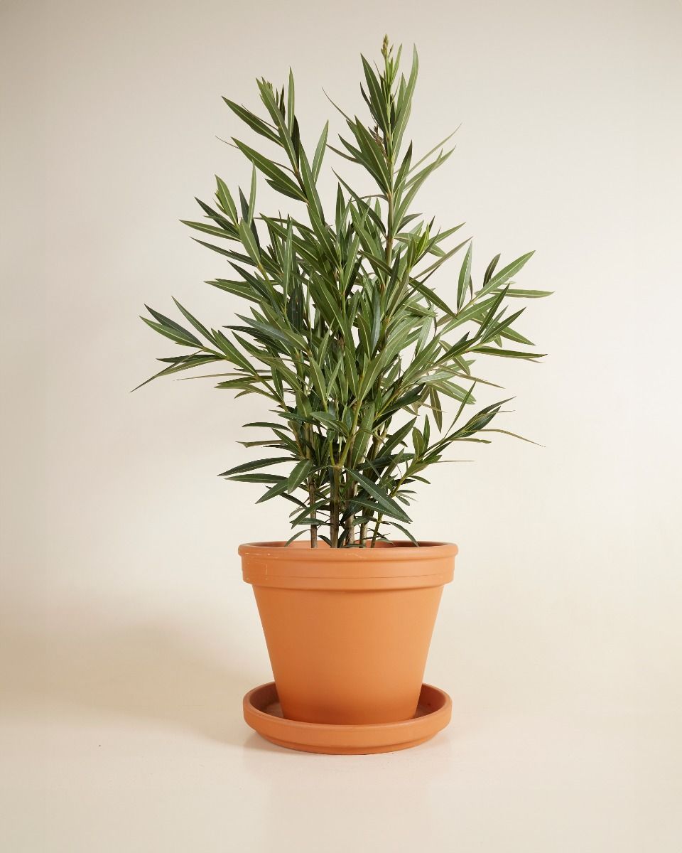 Nerium Laurier-rose Oleander Rose
