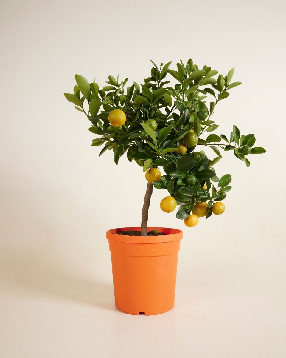 Citrus x junos Yuzu Yuzu