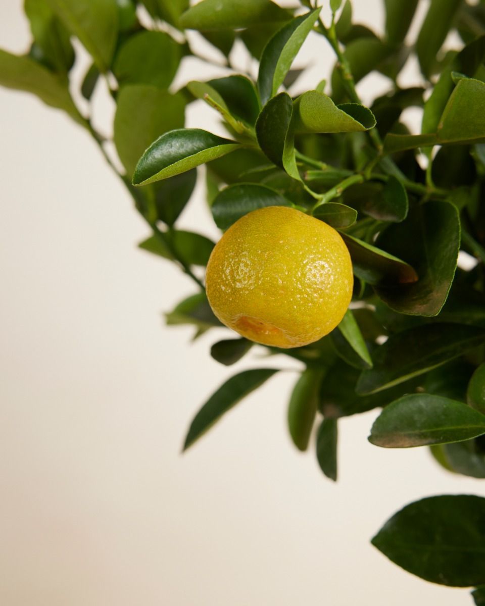 Citrus x junos Yuzu Yuzu