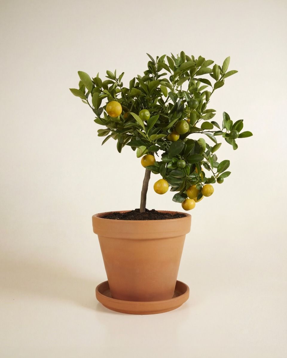 Citrus x junos Yuzu Yuzu