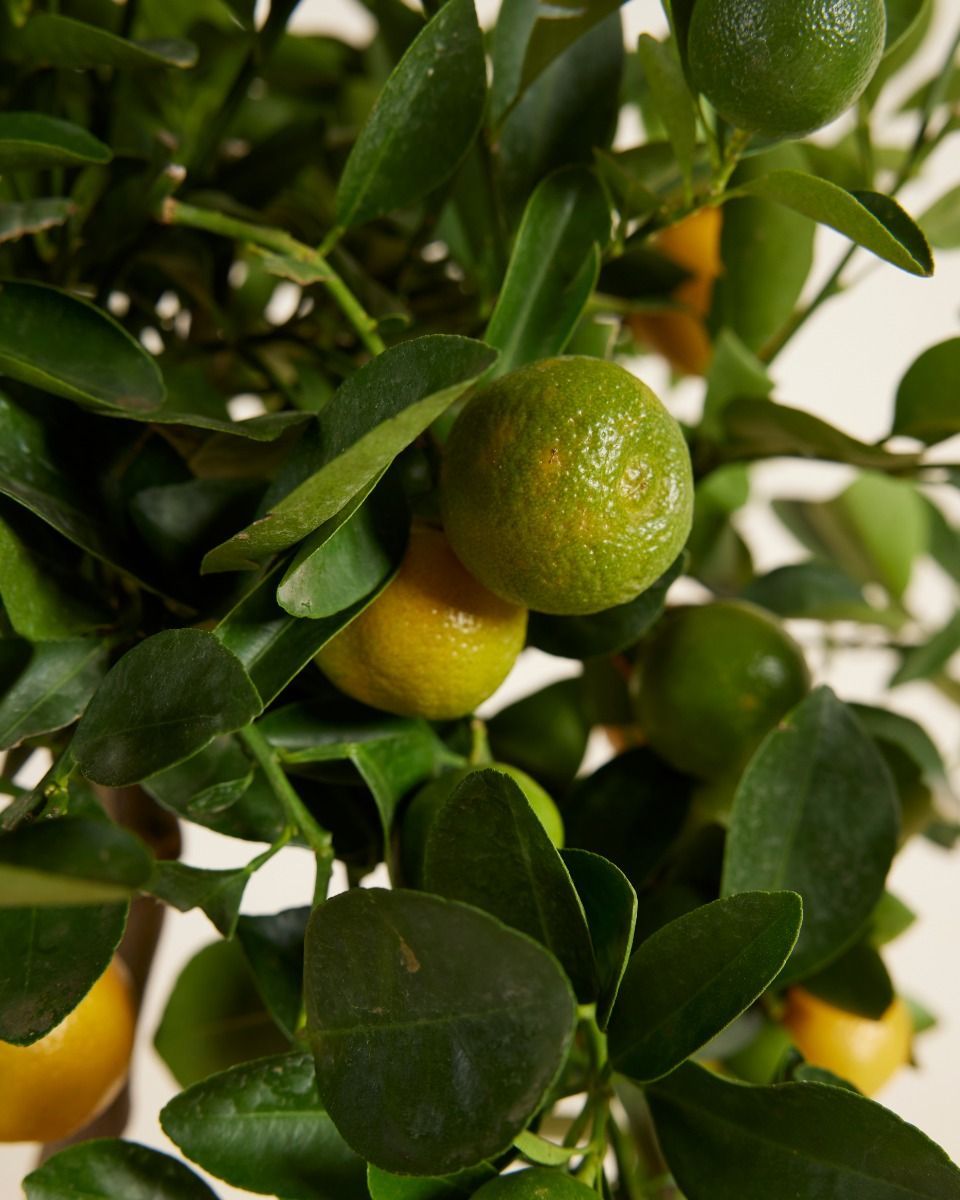 Citrus x junos Yuzu Yuzu