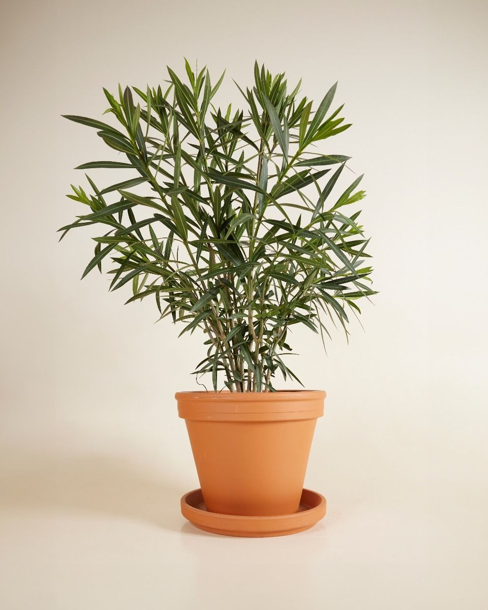 Nerium Adelfa Oleander Rojo