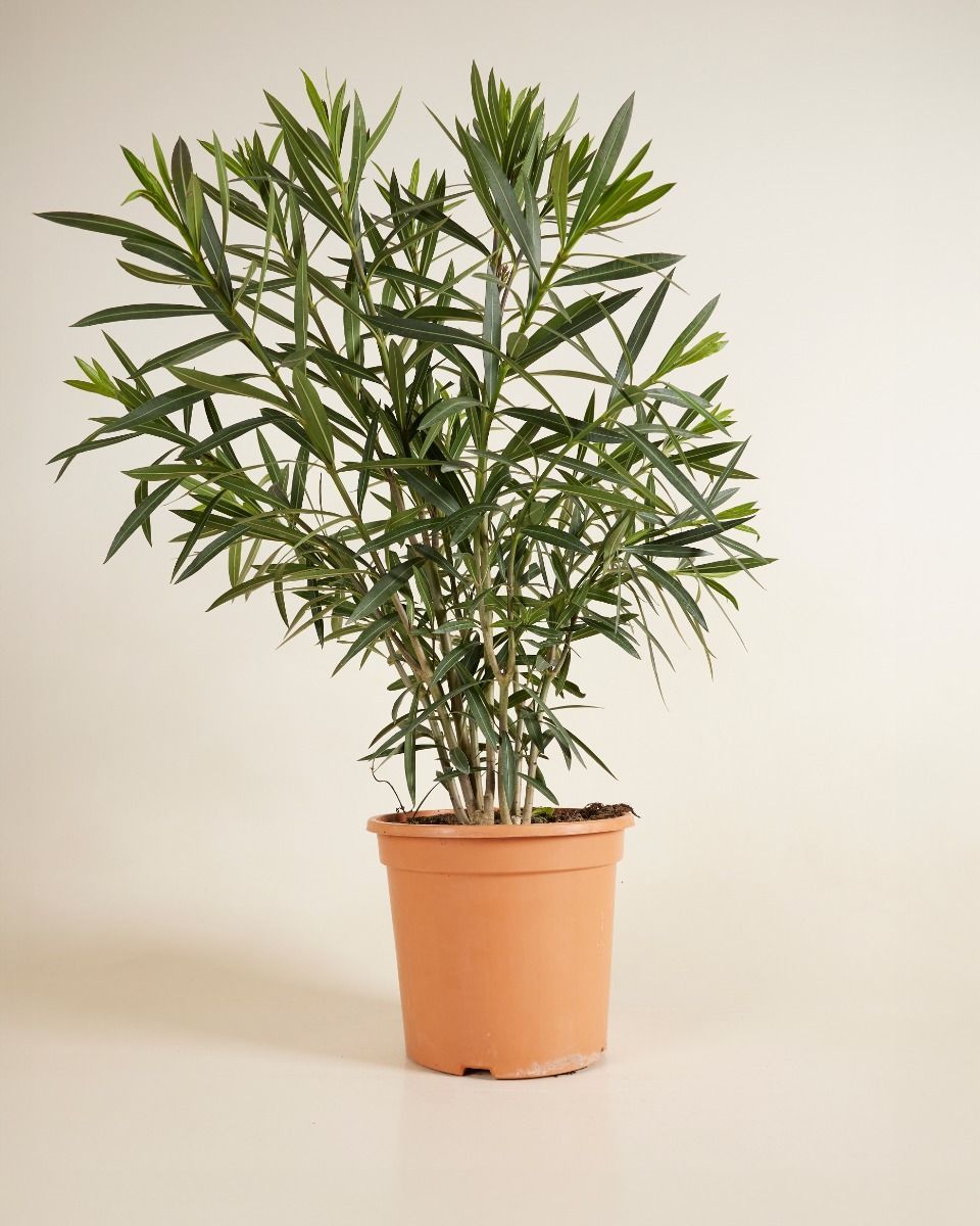 Nerium Adelfa Oleander Rojo