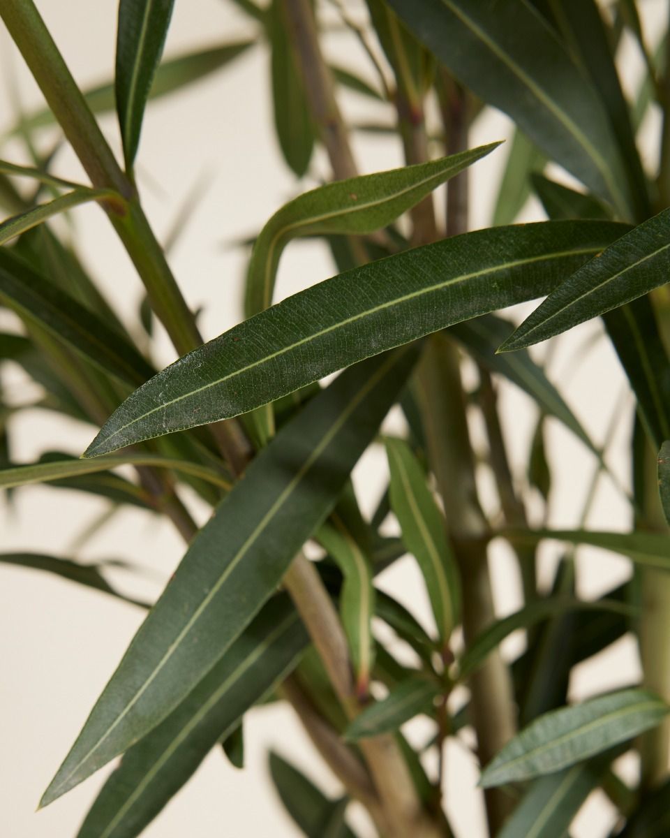 Nerium Oleander Oleander Weiß