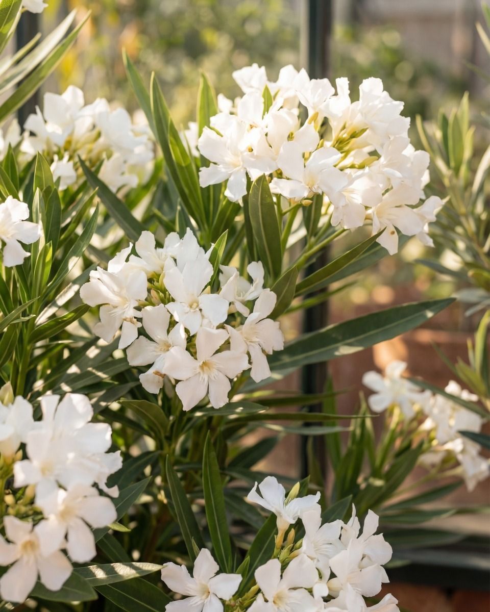 Nerium Oleander Oleander Weiß