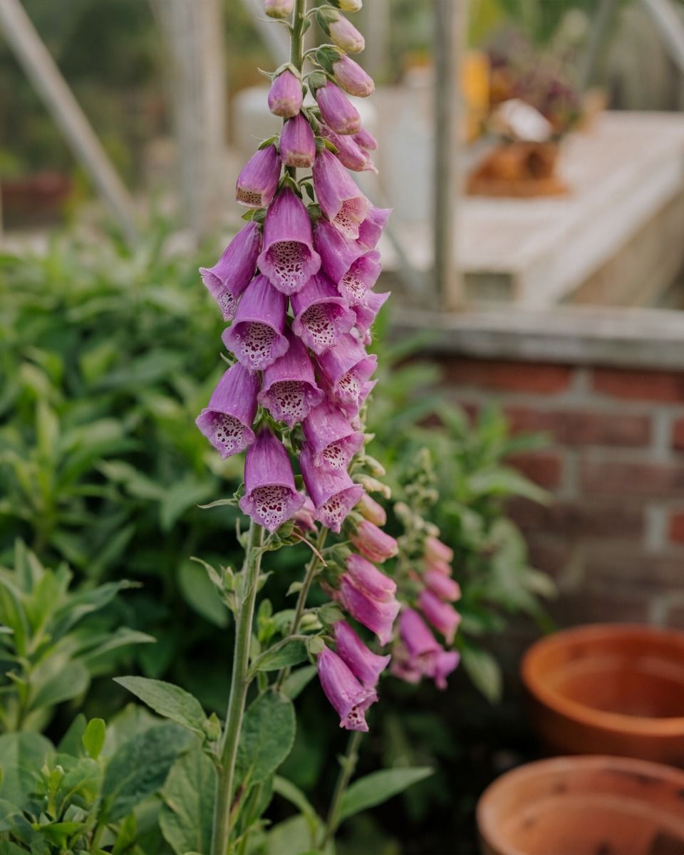 Digitalis Fingerhut Purpurea Gloxiniiflora