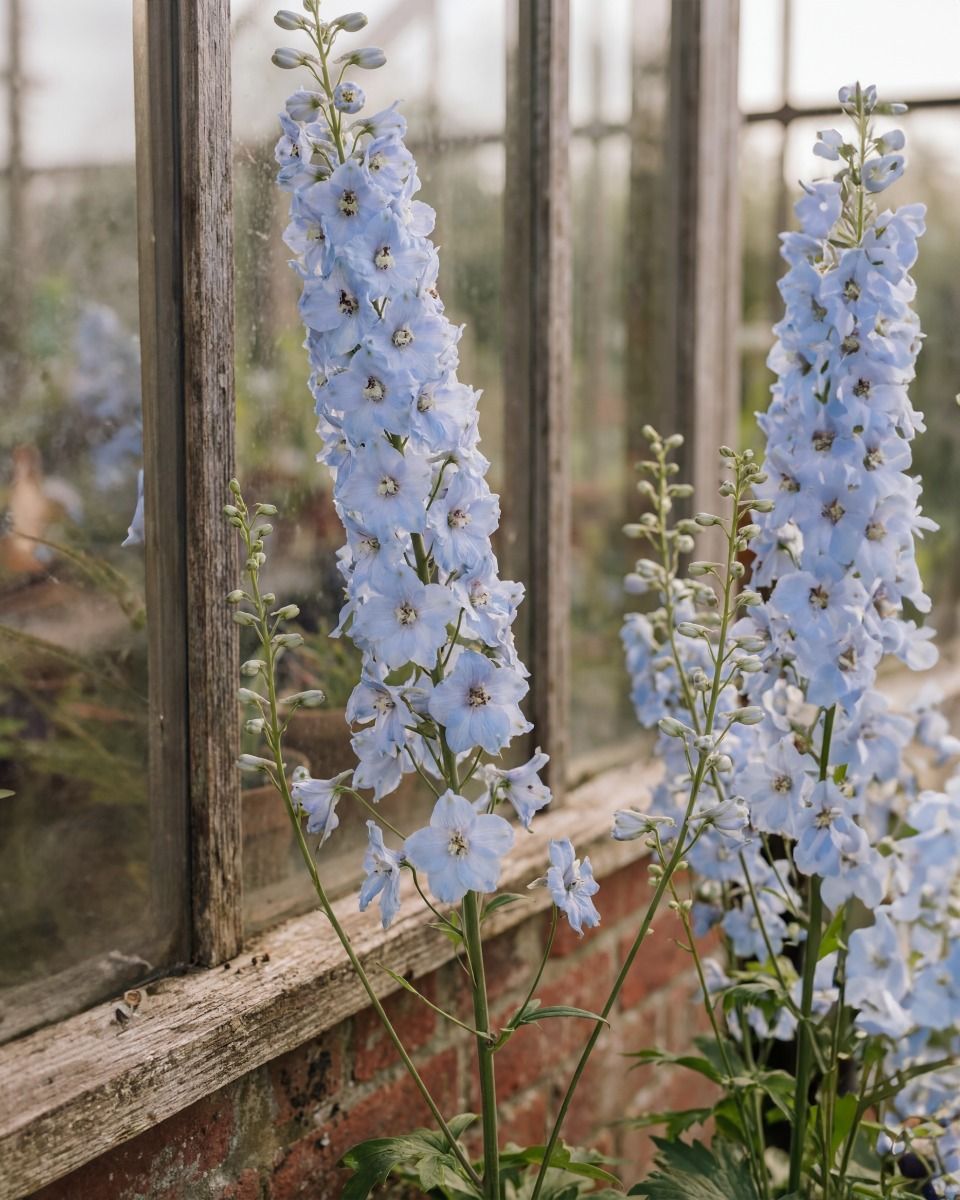 Delphinium Magic Fountains Sky Blue