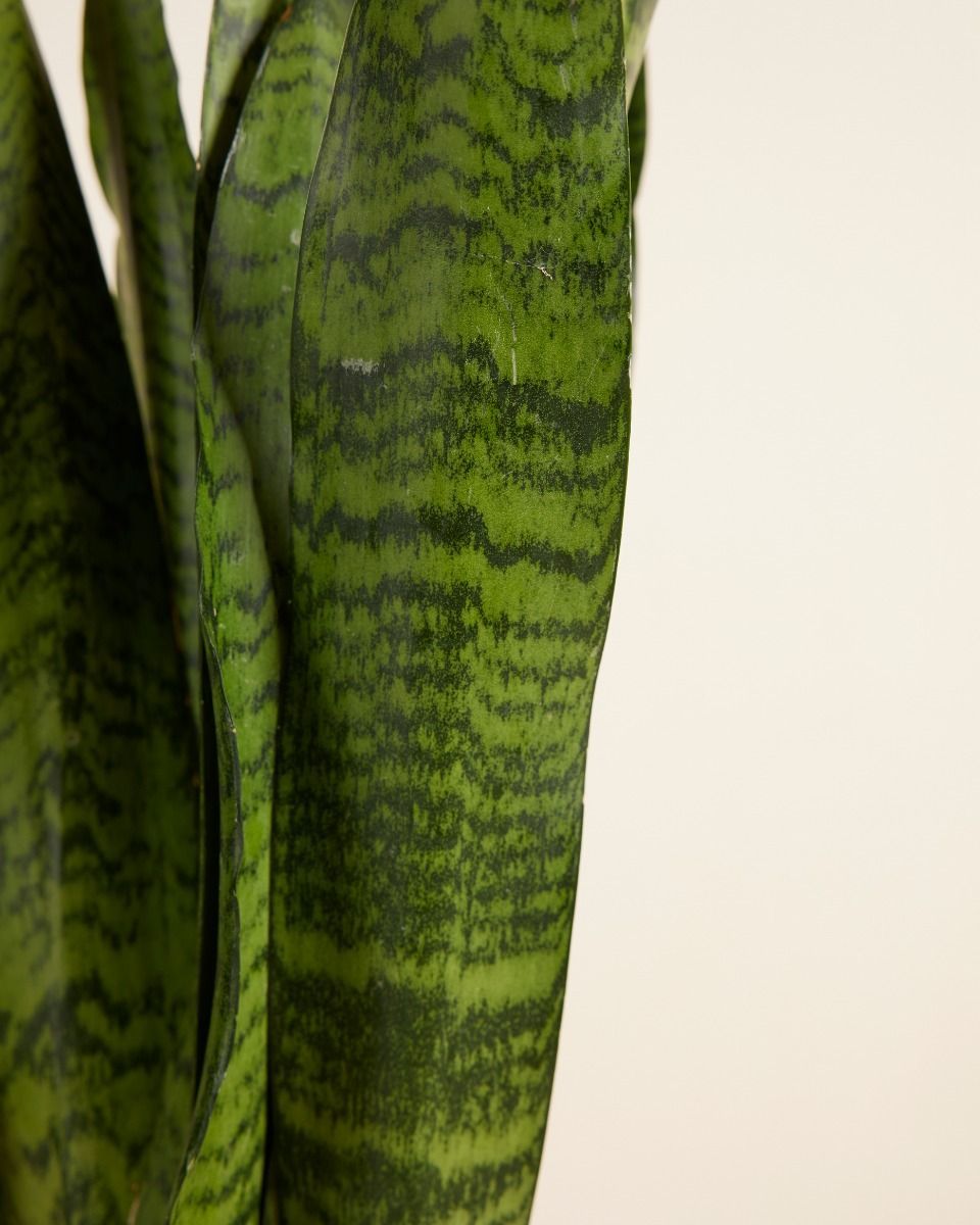 Sansevieria African Spear Plant Zeylanica