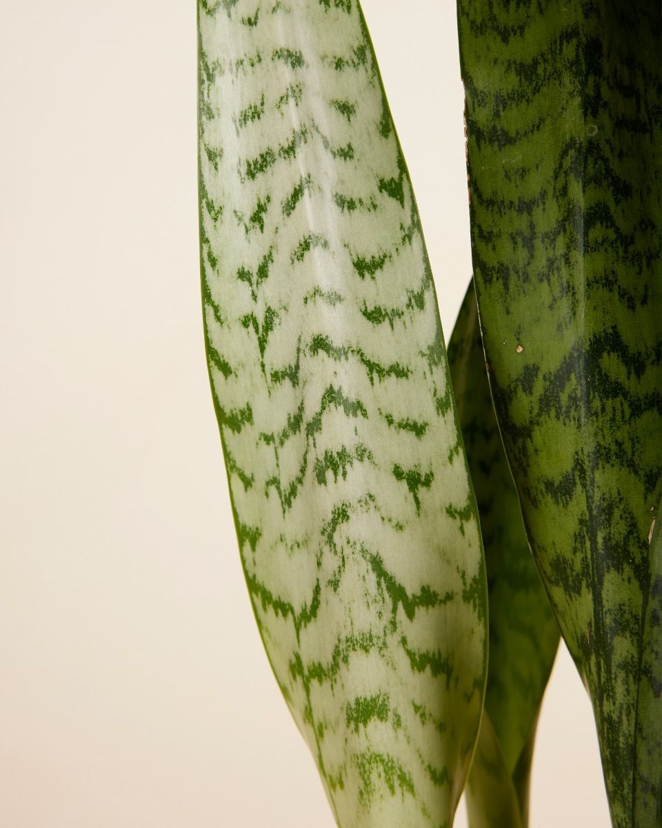 Sansevieria African Spear Plant Zeylanica