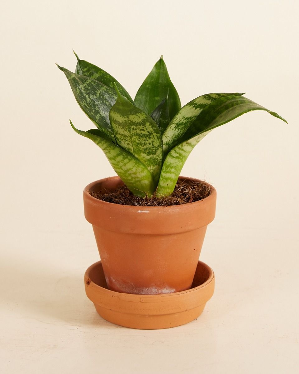 Baby Sansevieria Snake Plant Hahnii