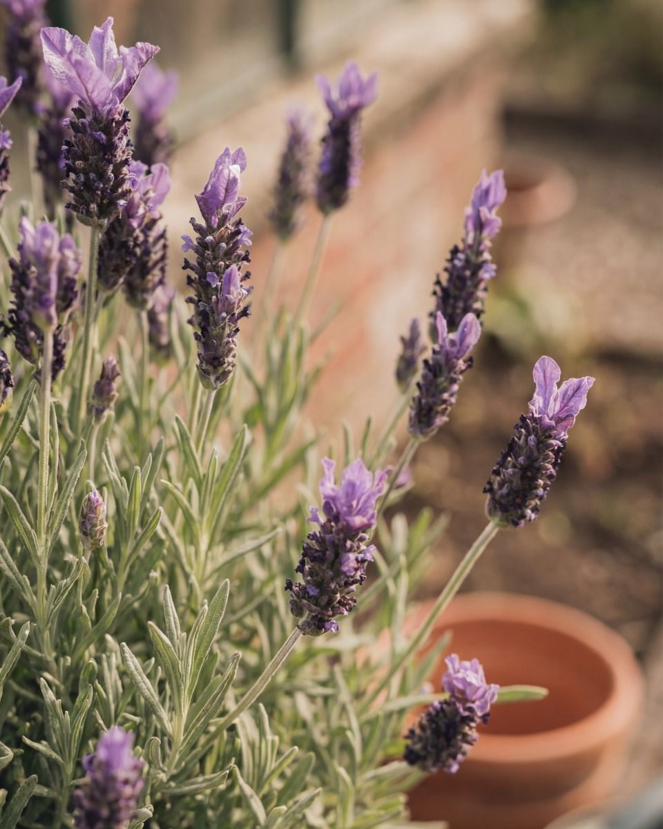 Lavandula Lavender Stoechas Anouk