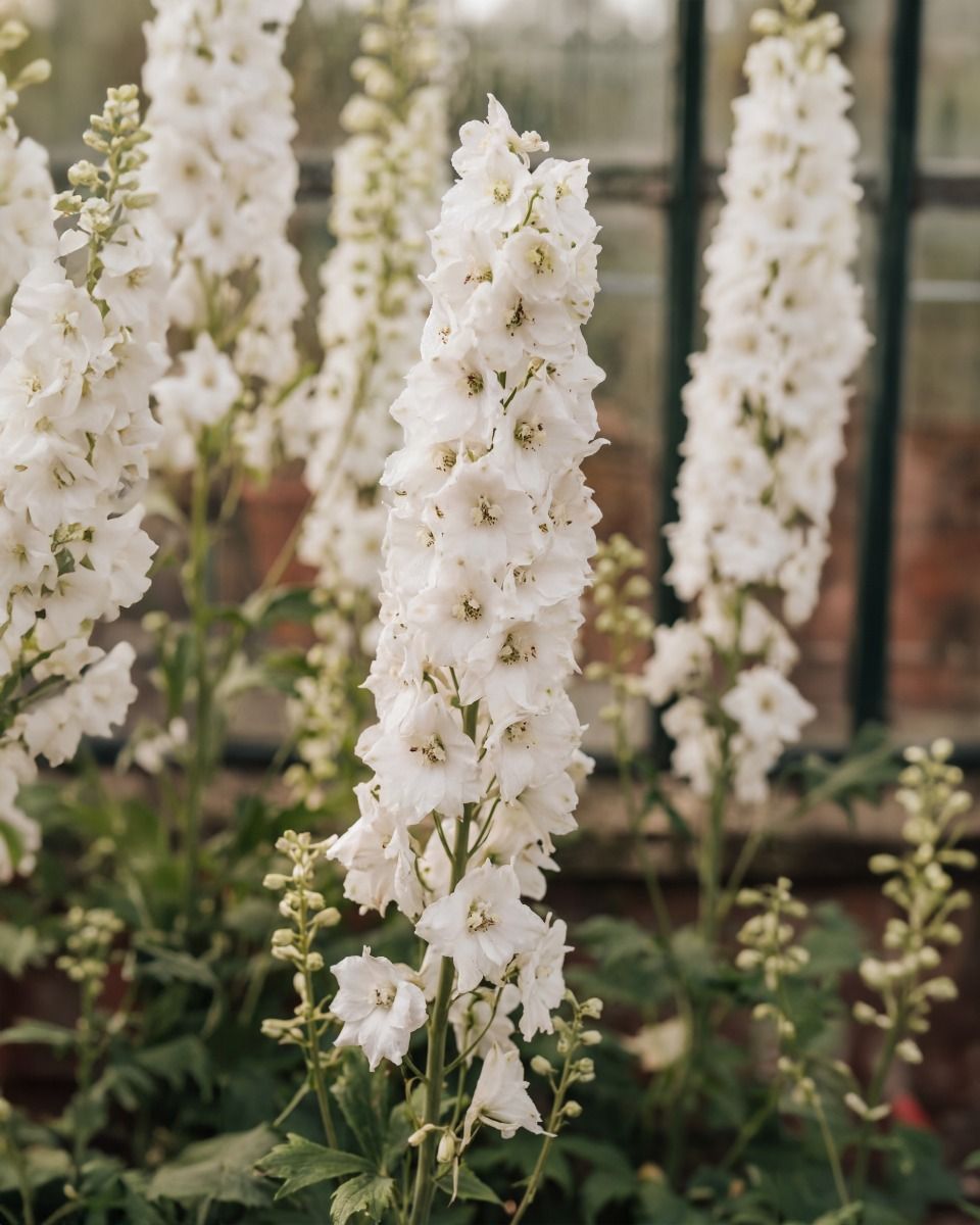 Delphinium Magic Fountains Pure White