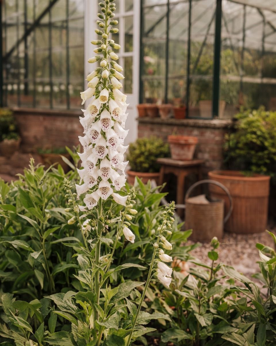 Digitalis Digitale Blanche Dalmatienne Purpurea Dalmatian White
