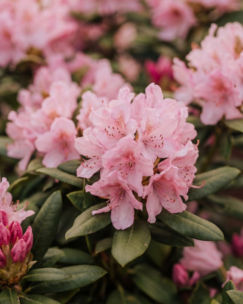 Rhododendron Buxus Bloombux Pink'