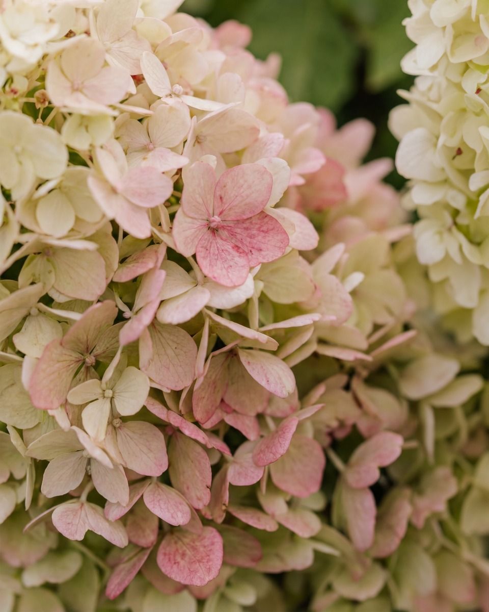 Hydrangea Paniculata 'Little Fresco'