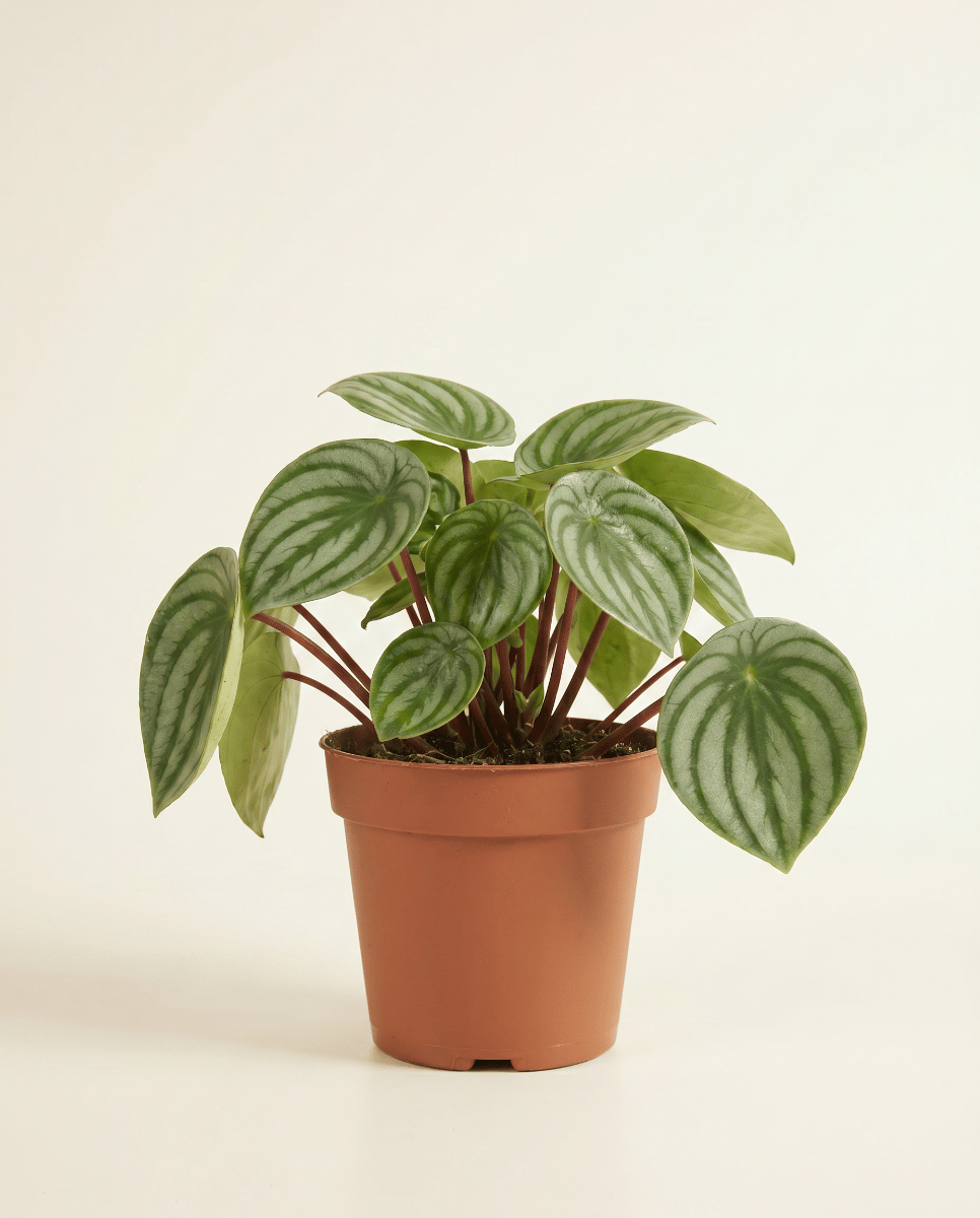 Peperomia Rattenstaartje Argyreia