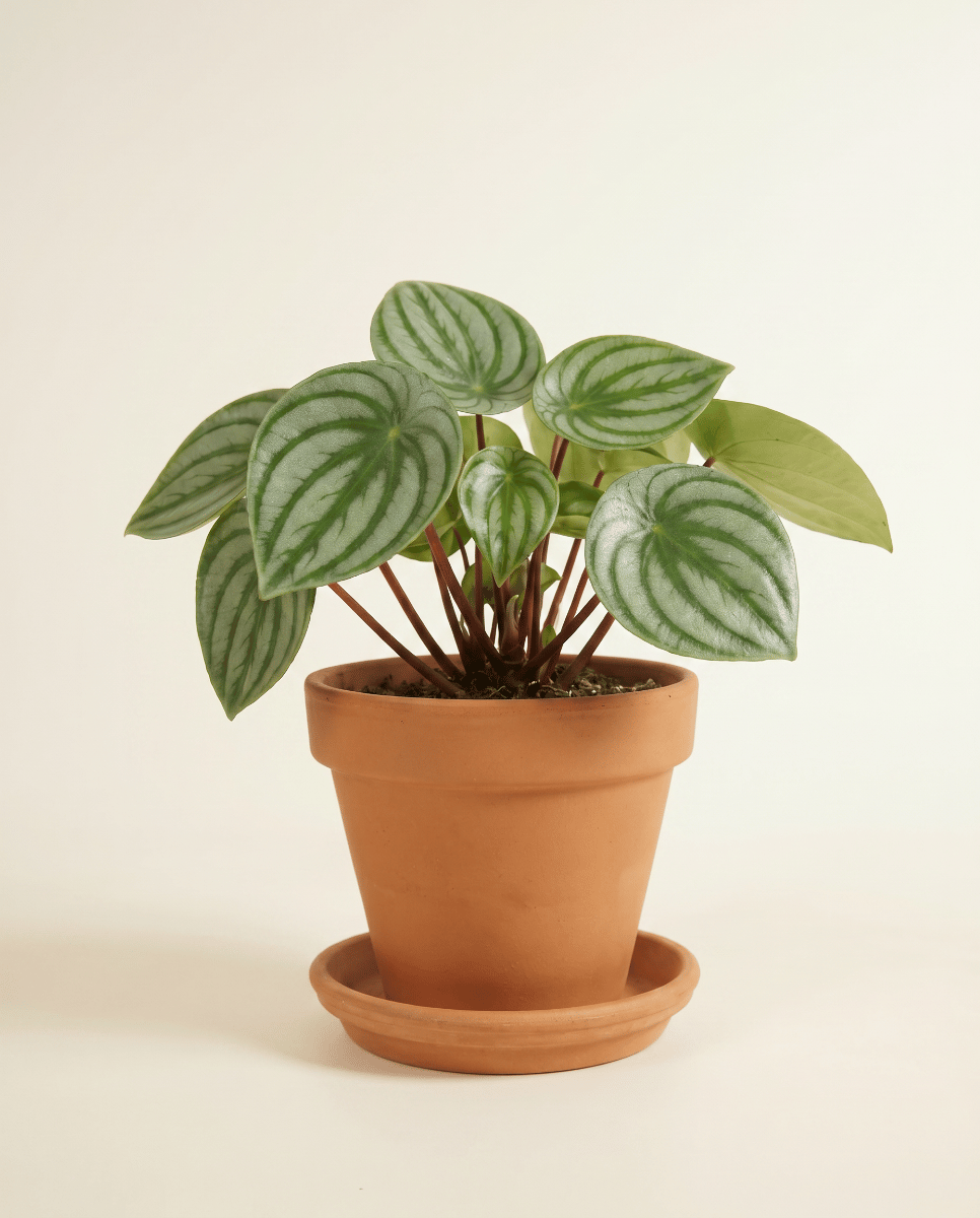 Peperomia Radiator plant Argyreia