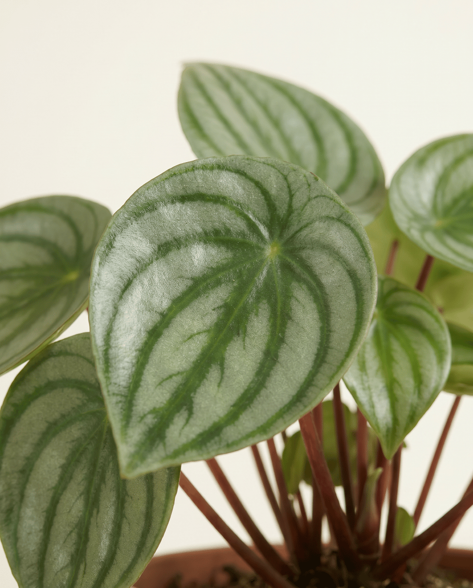 Peperomia Radiator plant Argyreia
