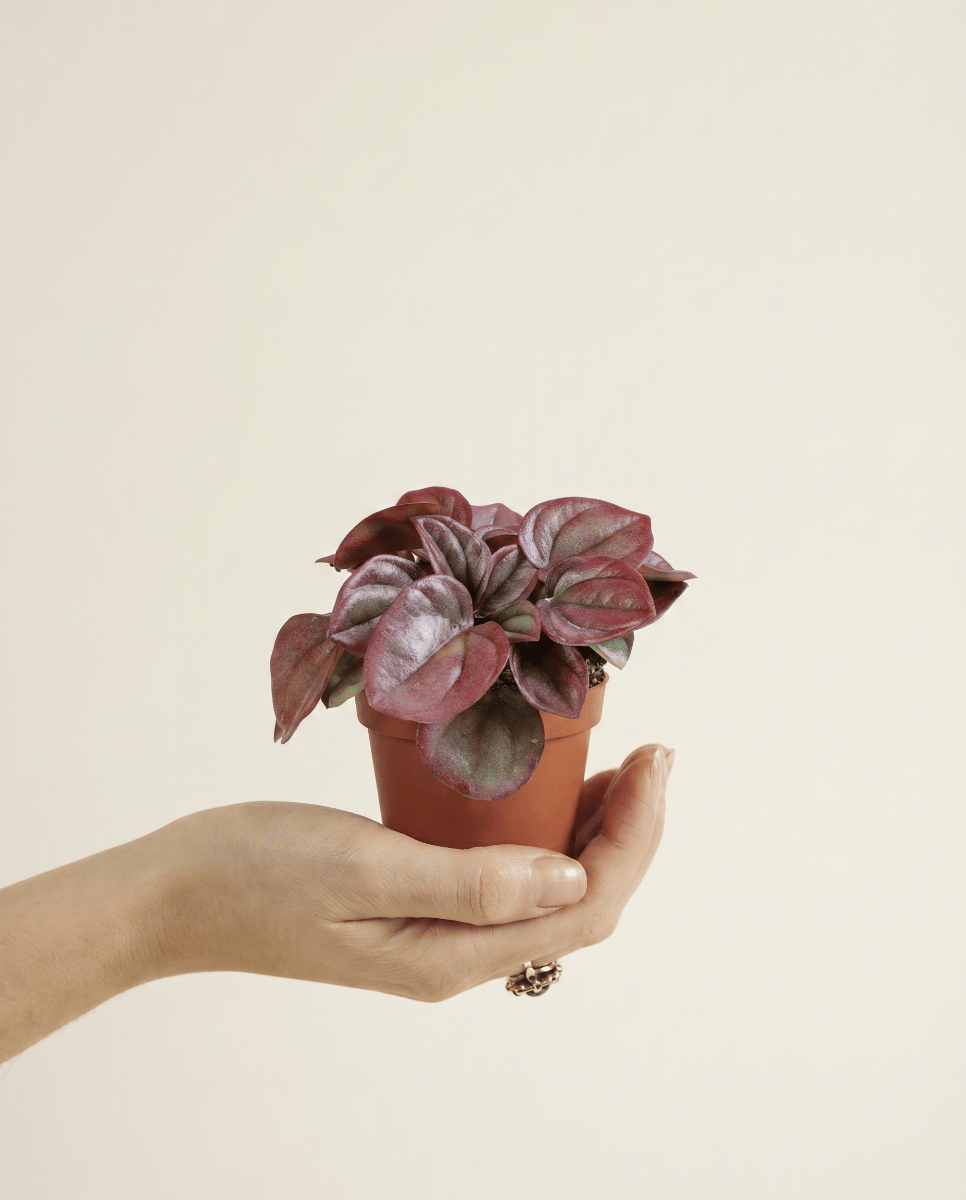 Baby Peperomia Radiator plant Caperata Cayenne