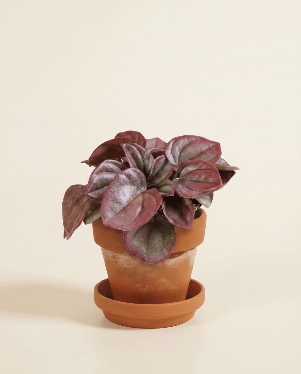 Baby Peperomia Zwergpfeffer Caperata Cayenne