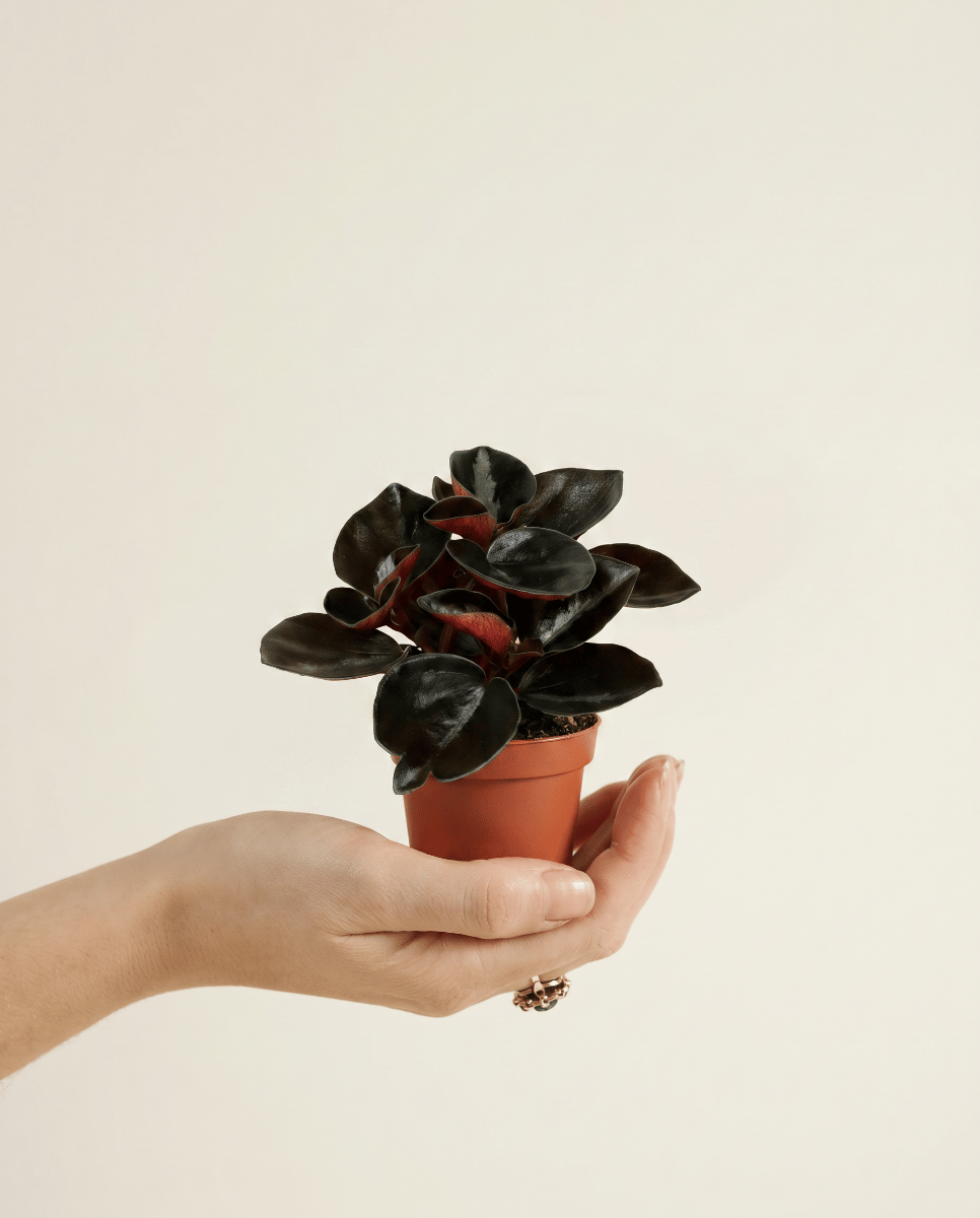 Baby Peperomia Radiator plant Colombiana