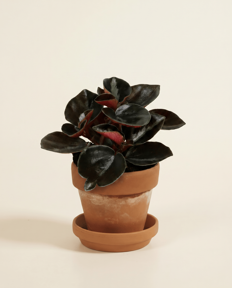 Baby Peperomia Rattenstaartje Colombiana