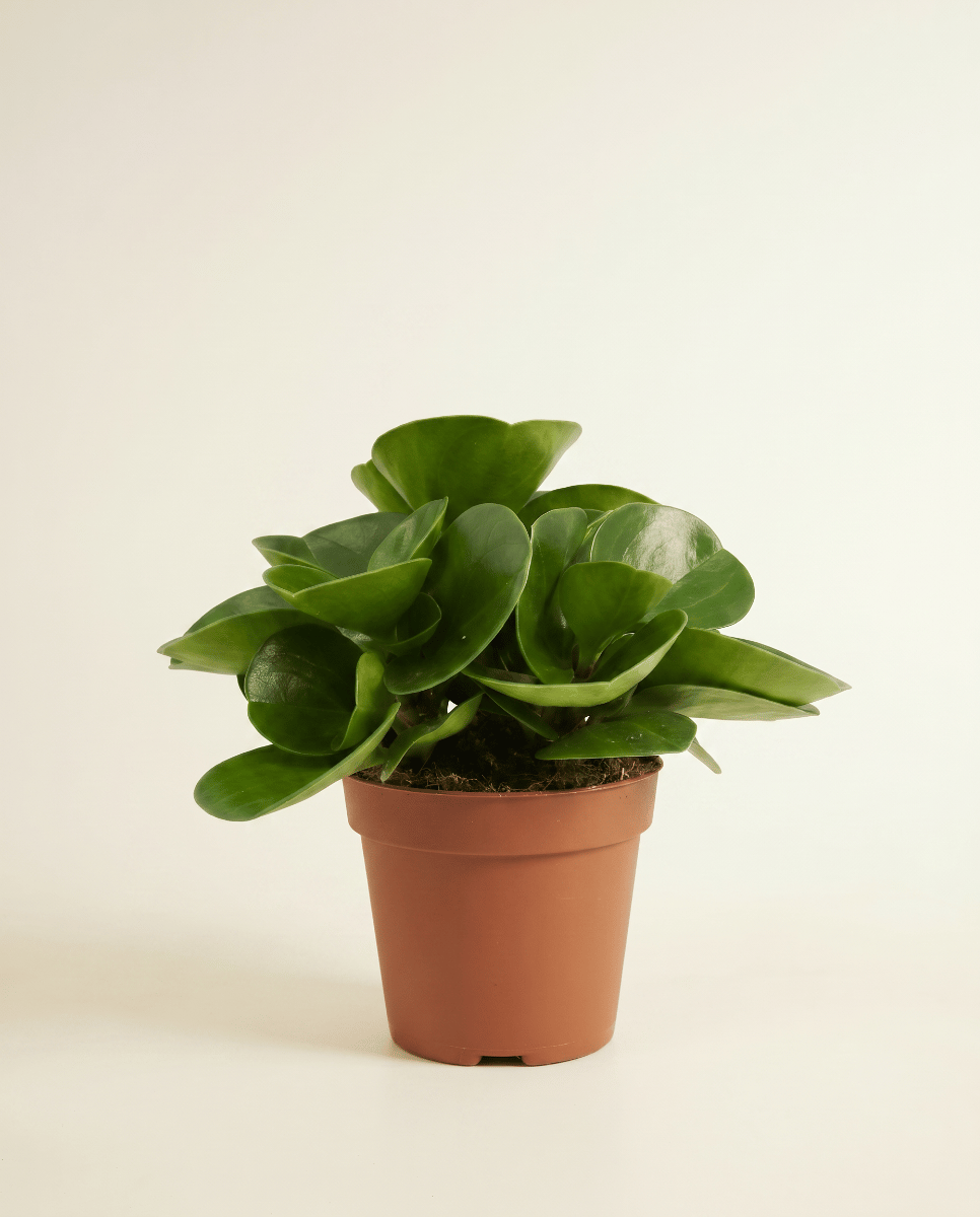 Peperomia Peperomia Obtusifolia