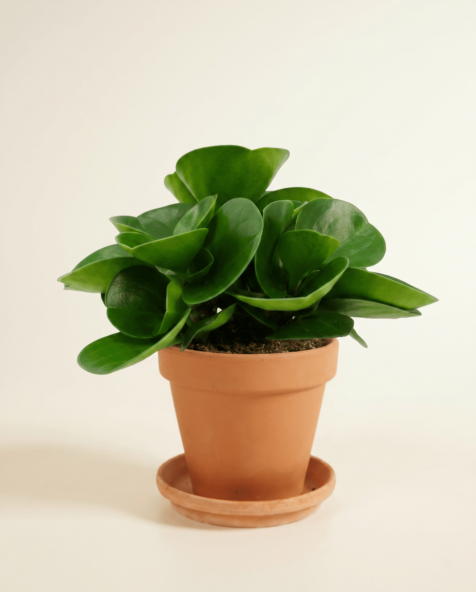 Peperomia Peperomia Obtusifolia