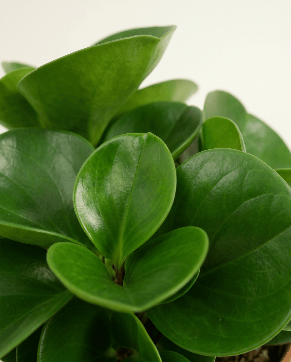 Peperomia Peperomia Obtusifolia