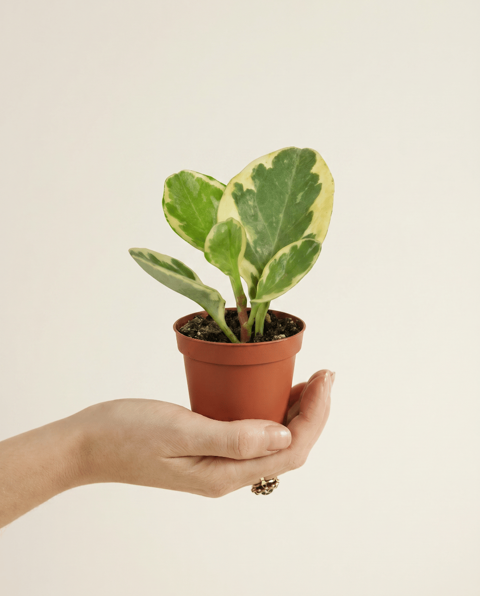 Baby Peperomia Rattenstaartje Obtusifolia