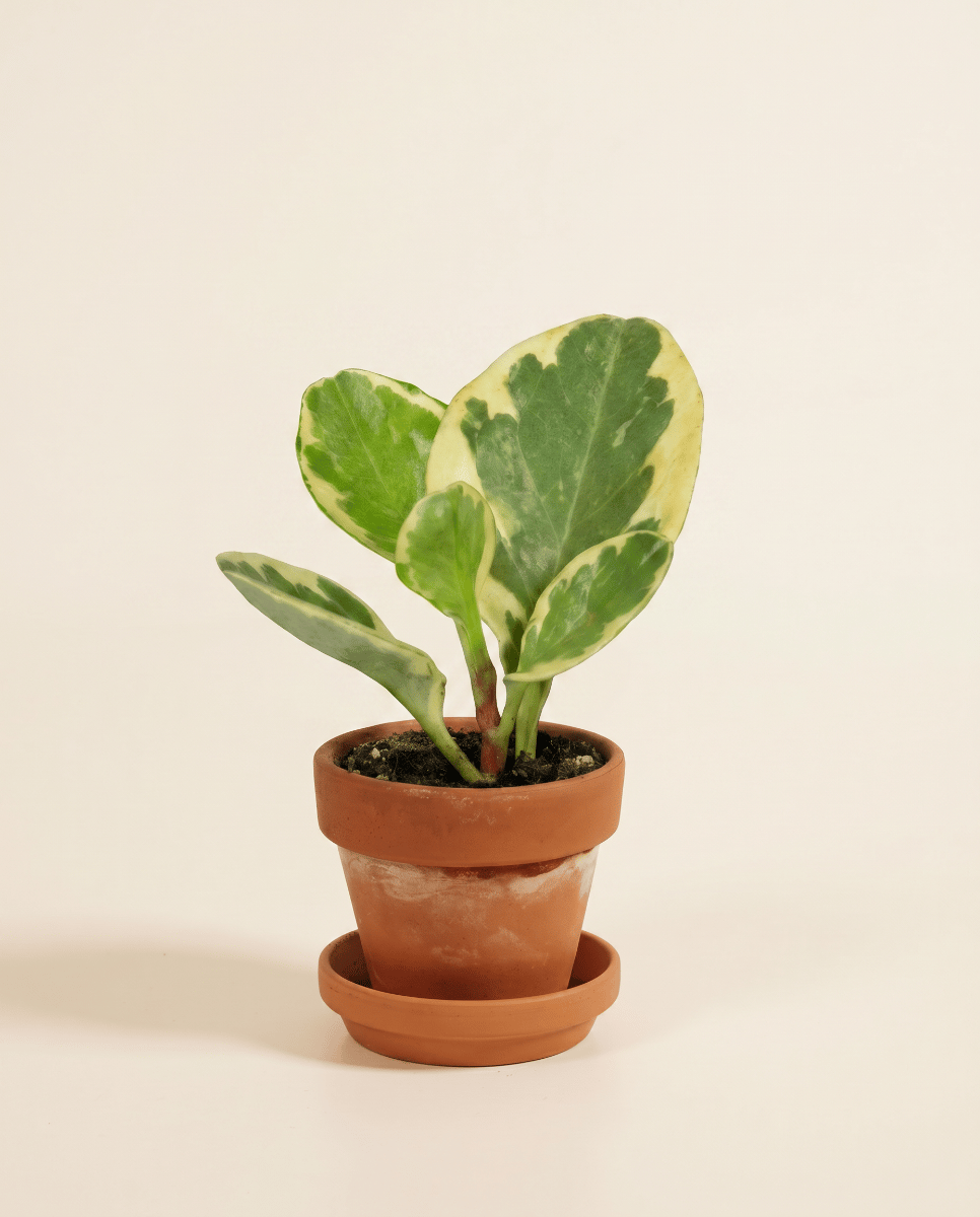 Baby Peperomia Rattenstaartje Obtusifolia