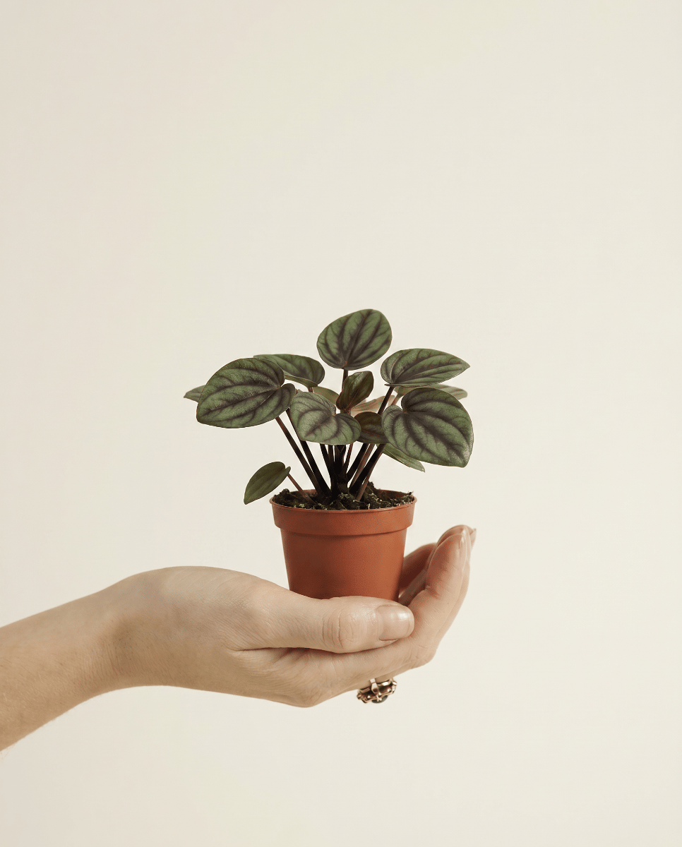 Baby Peperomia Peperomia Picollo Banda
