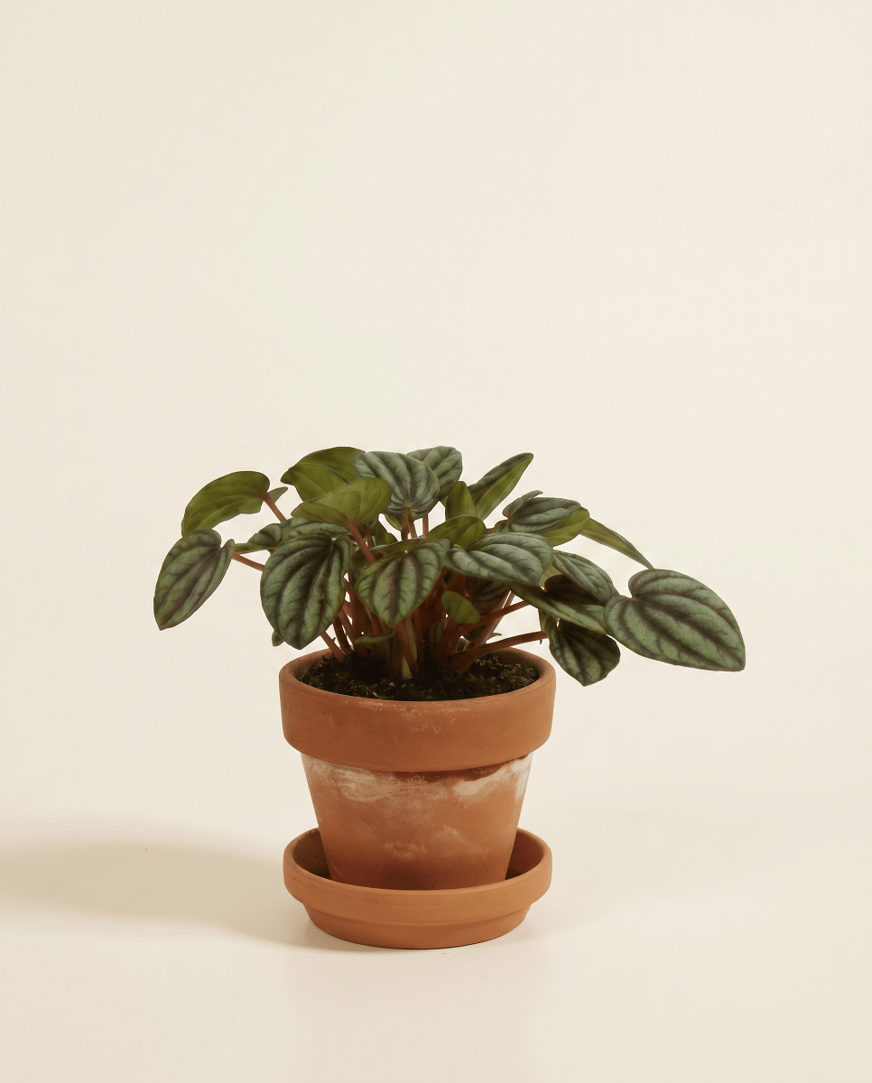 Baby Peperomia Zwergpfeffer Picollo Banda
