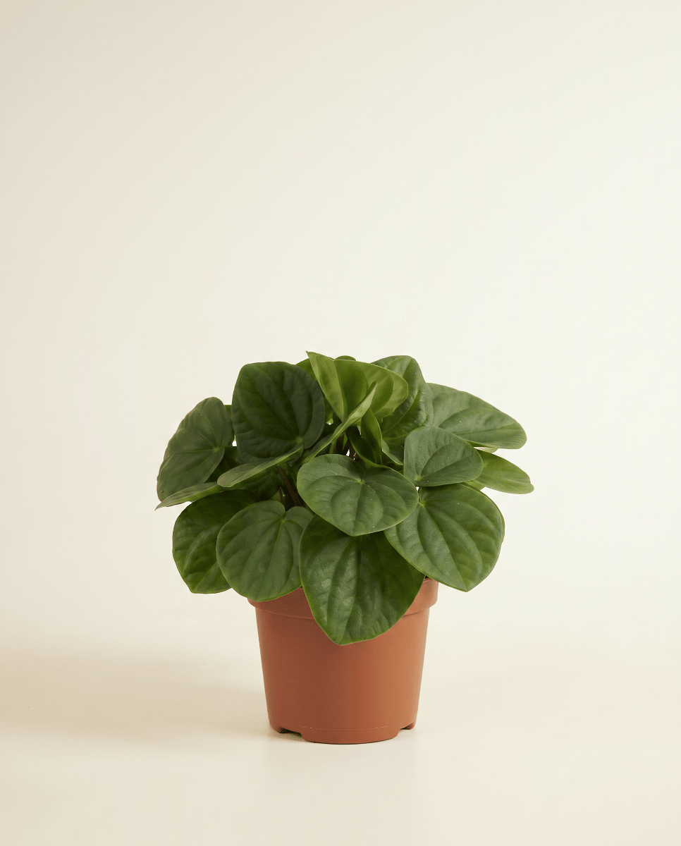 Peperomia Radiator plant Rana Verde