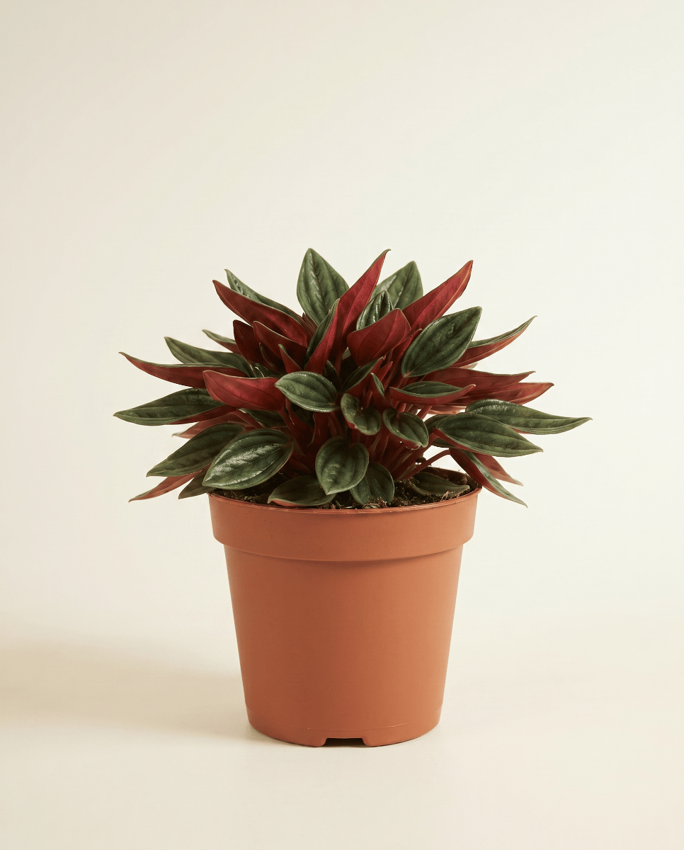 Peperomia Peperomia Rosso