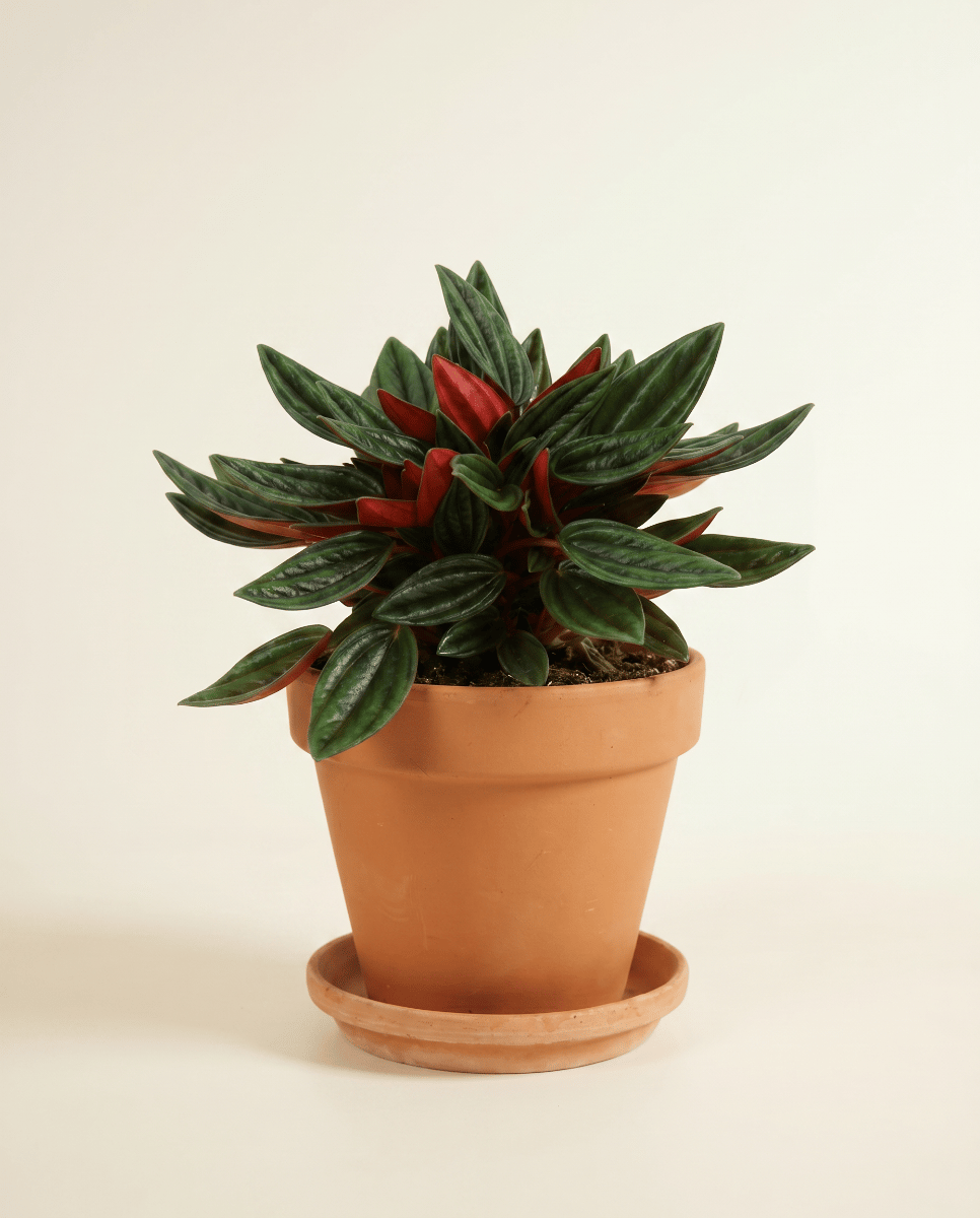 Peperomia Zwergpfeffer Rosso