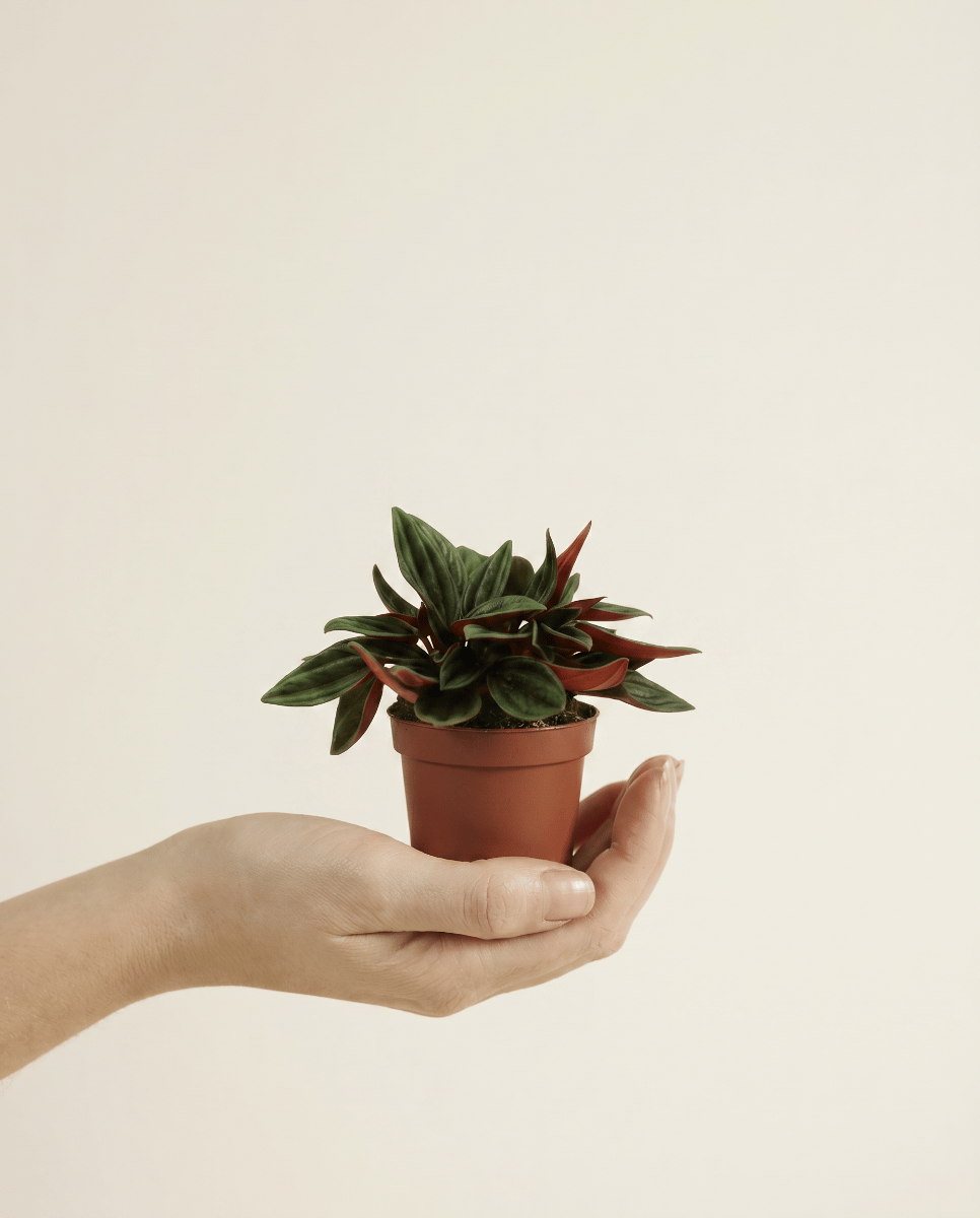 Baby Peperomia Radiator plant Rosso