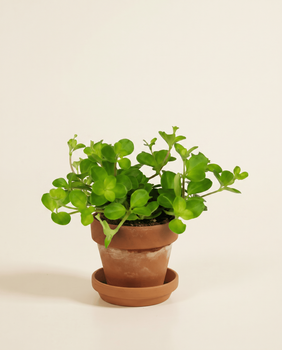 Baby Peperomia Peperomia Rotundifolia Pilosior