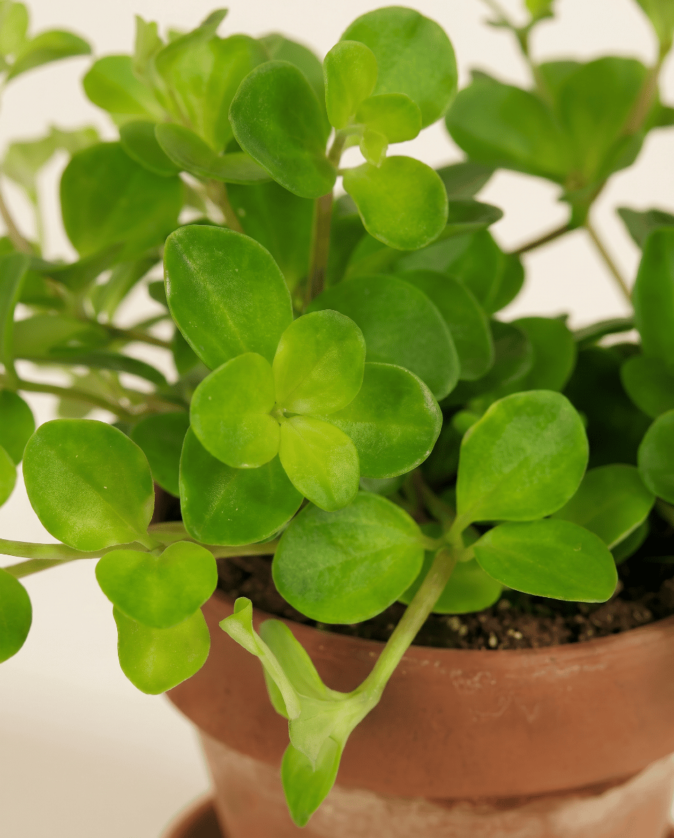 Baby Peperomia Peperomia Rotundifolia Pilosior