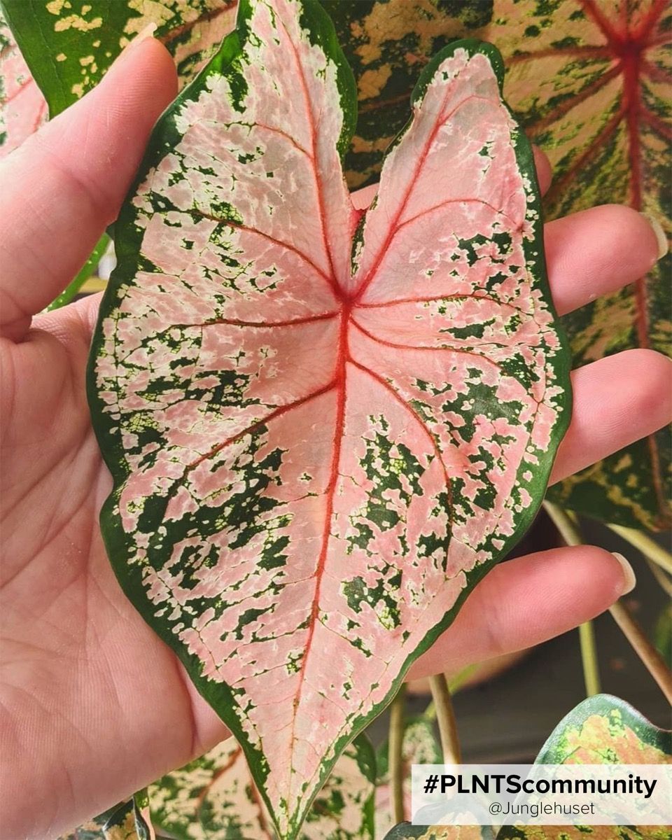 Baby Caladium Kaladie Caladium Tuber - Pink Beauty