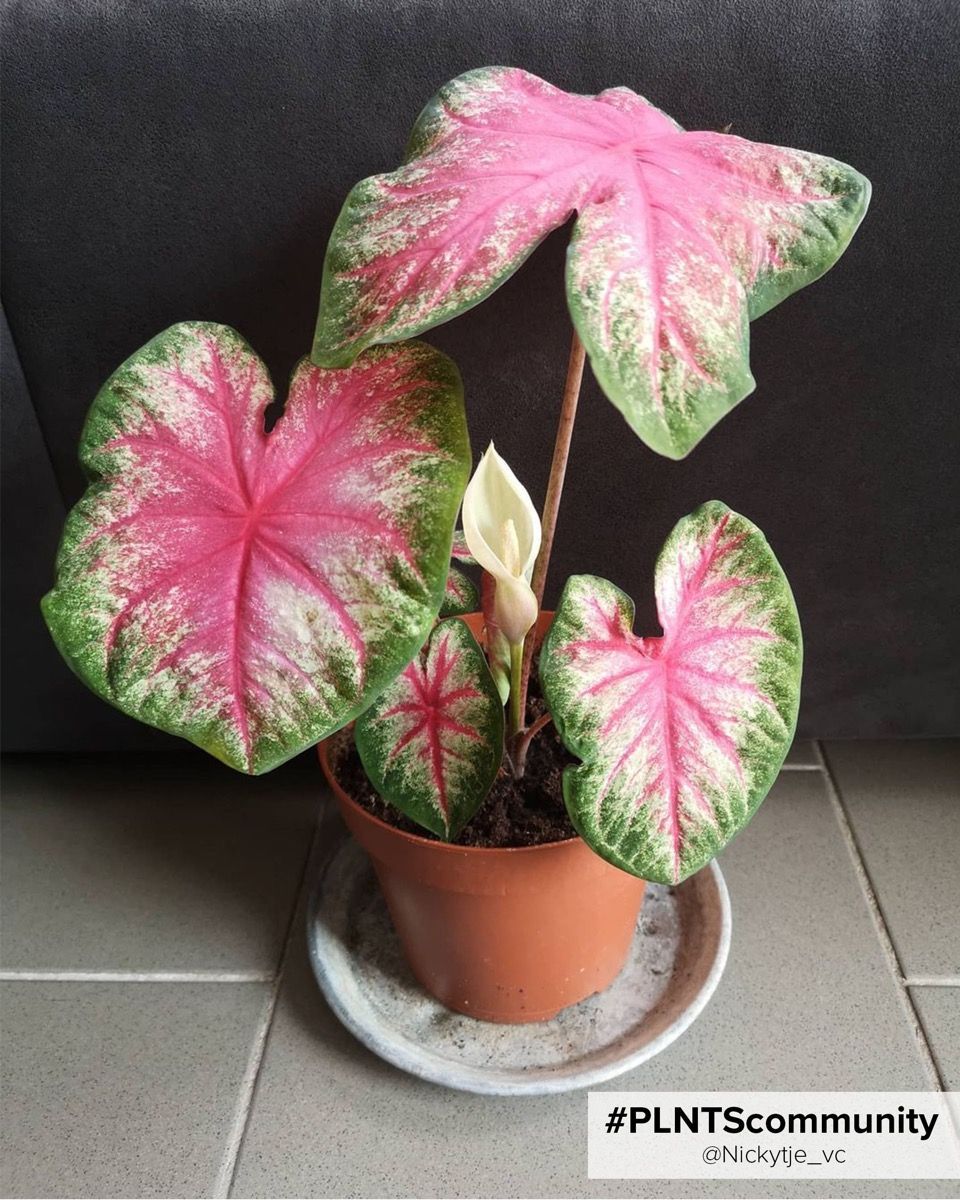 Baby Caladium Angel wings Caladium Knol - Rosebud