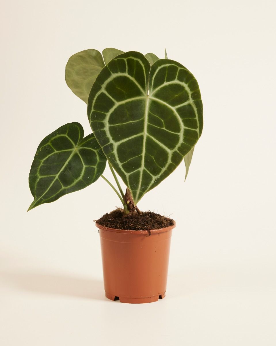 Anthurium Flamingoplant Clarinervium