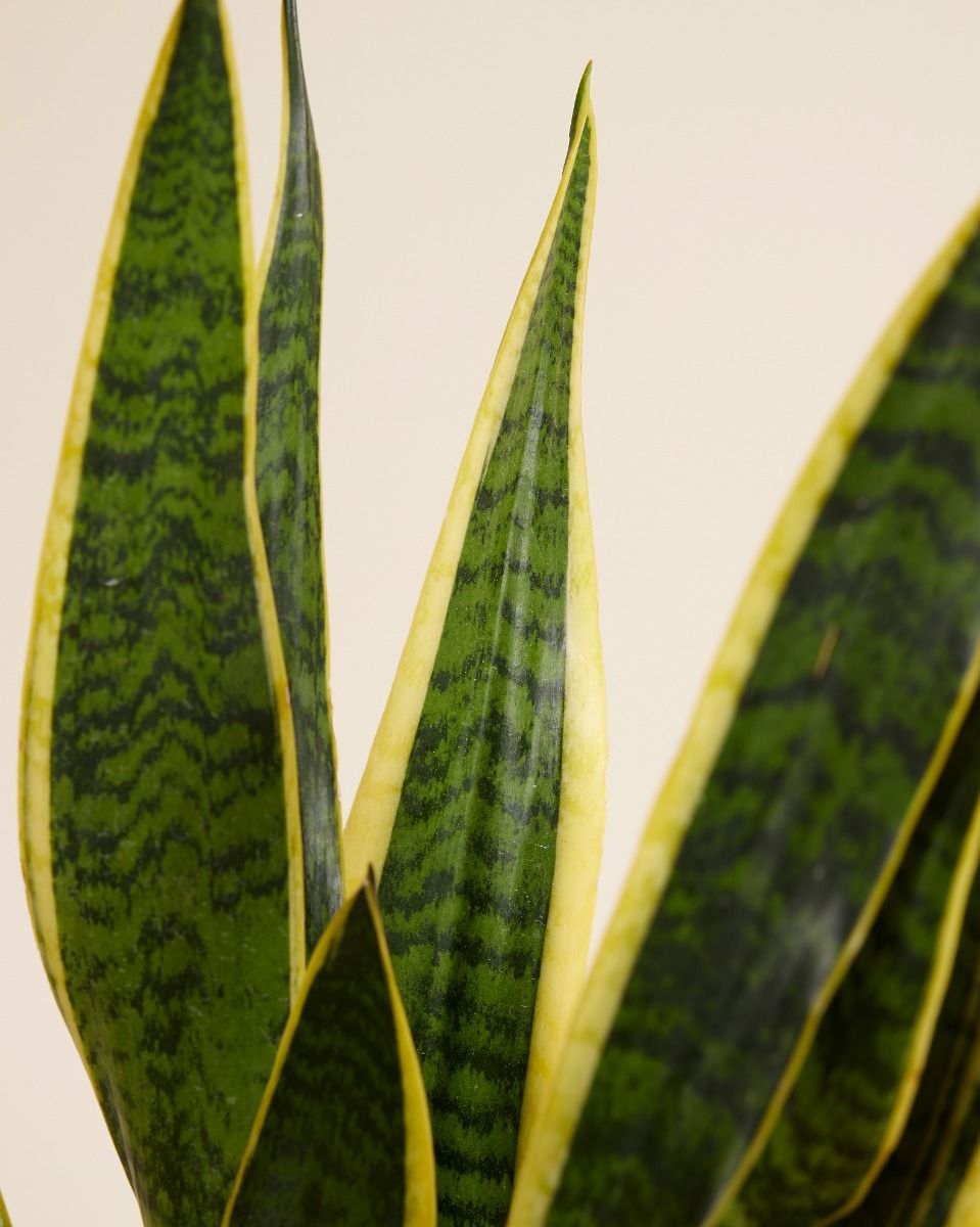 Sansevieria Laurentie Snake plant